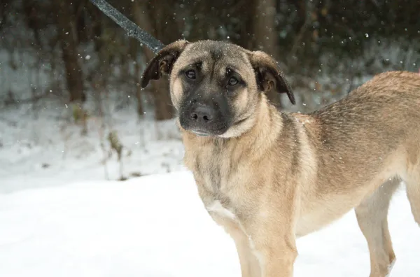 Pies do adopcji, Nowodwór, 11 grudnia 2023 (2/5)