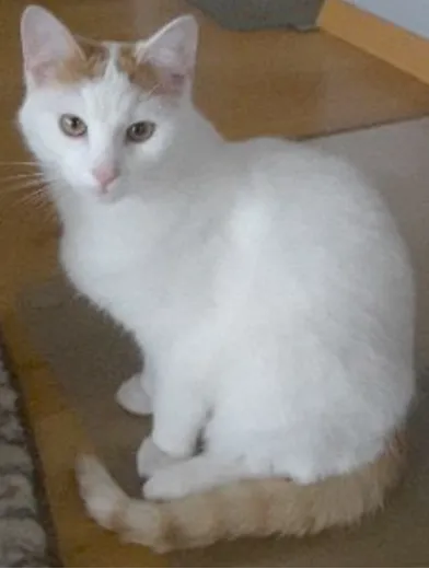 Zaginął kot, Biały Bór, 12 grudnia 2023 (2/2)