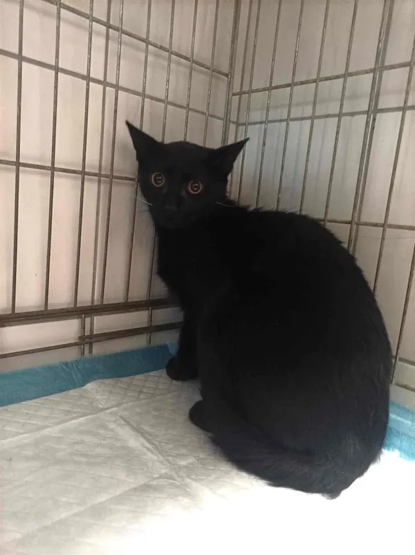 Kot do adopcji, Bytom, 12 grudnia 2023