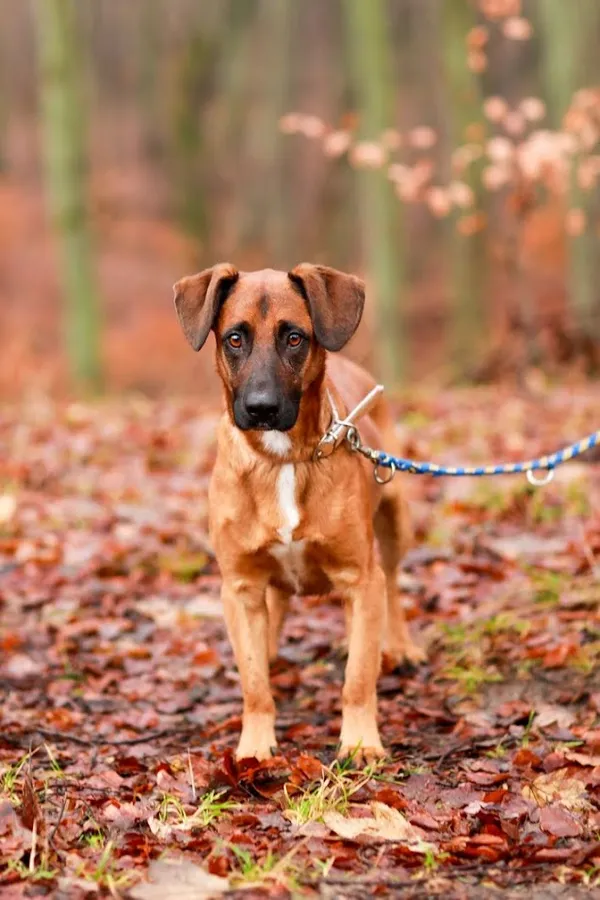 Pies do adopcji, Elbląg, 5 grudnia 2023 (1/5)