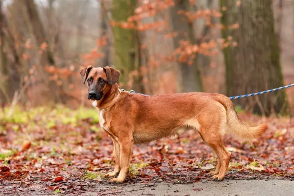 Pies do adopcji, Elbląg, 5 grudnia 2023 (4/5)