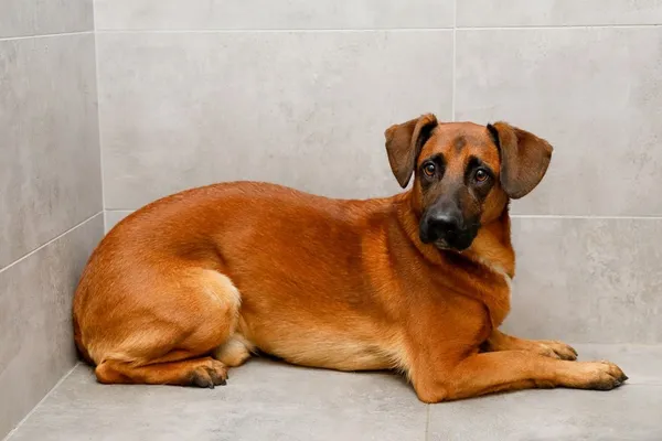 Pies do adopcji, Elbląg, 5 grudnia 2023 (5/5)