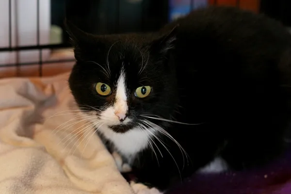 Kot do adopcji, Wałbrzych, 29 listopada 2023 (1/2)