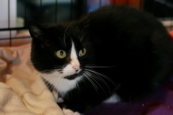 Kot do adopcji, Wałbrzych, 29 listopada 2023 (2/2)