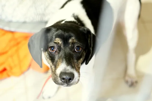 Znaleziono psa, Wałbrzych, 8 grudnia 2023