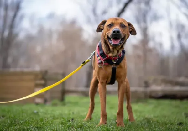 Pies do adopcji, Warszawa, 25 listopada 2023 (1/5)