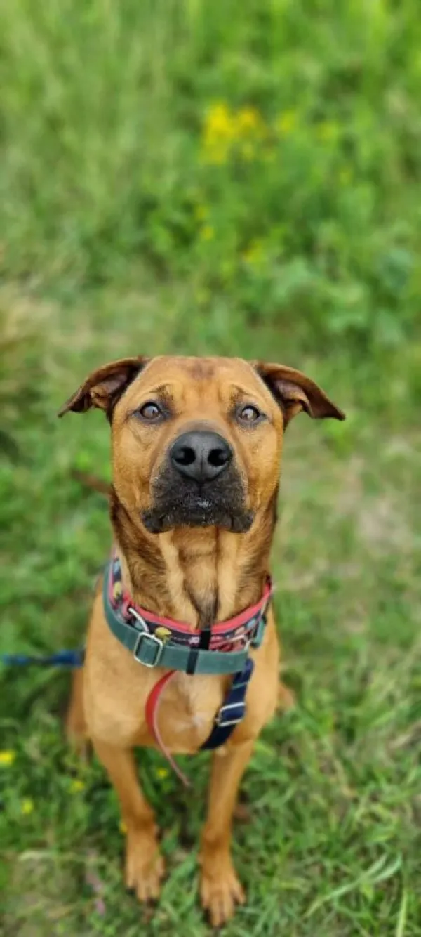 Pies do adopcji, Warszawa, 25 listopada 2023 (2/5)