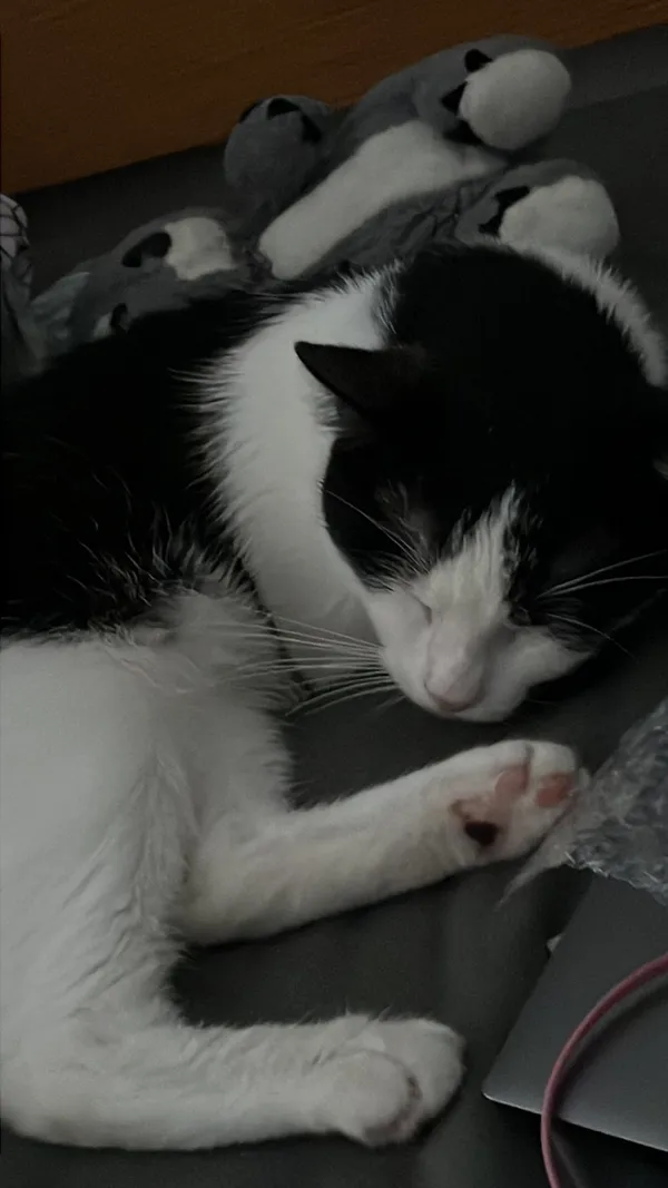 Zaginął kot, Łódź, 12 grudnia 2023