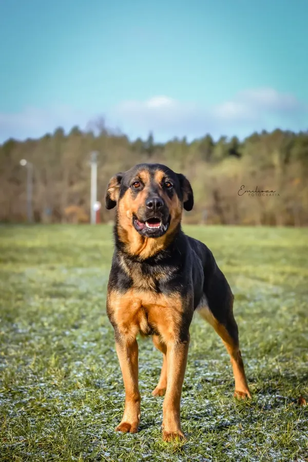 Pies do adopcji, Radom, 13 grudnia 2023 (2/5)