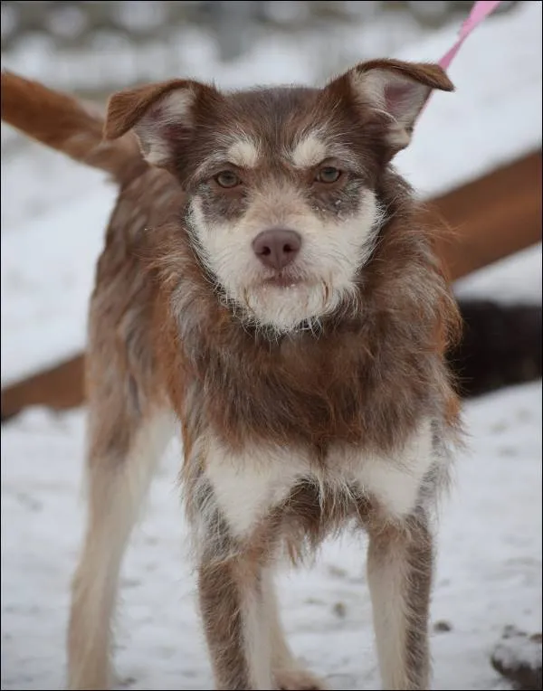 Znaleziono psa, Grudziądz, 13 października 2023