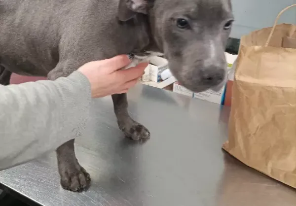 Znaleziono psa, Warszawa, 13 grudnia 2023