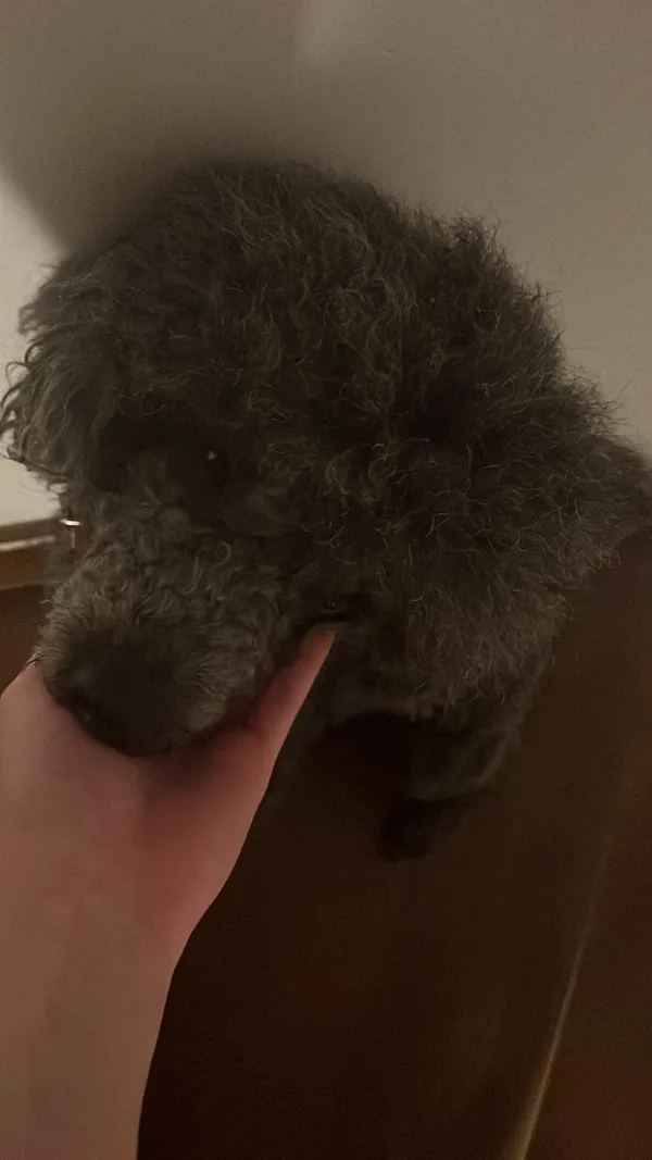 Zaginął pies, Gródek nad Dunajcem, 13 grudnia 2023 (1/5)