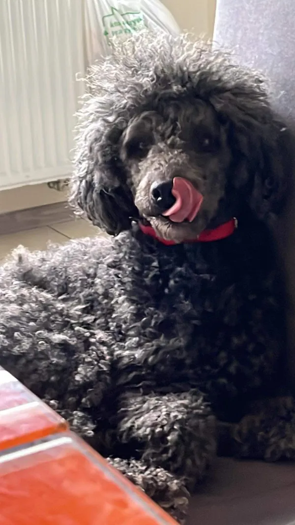 Zaginął pies, Gródek nad Dunajcem, 13 grudnia 2023 (5/5)