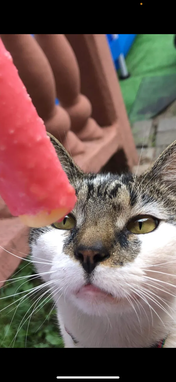 Zaginął kot, Gdynia, Demptowo, 14 grudnia 2023 (2/3)