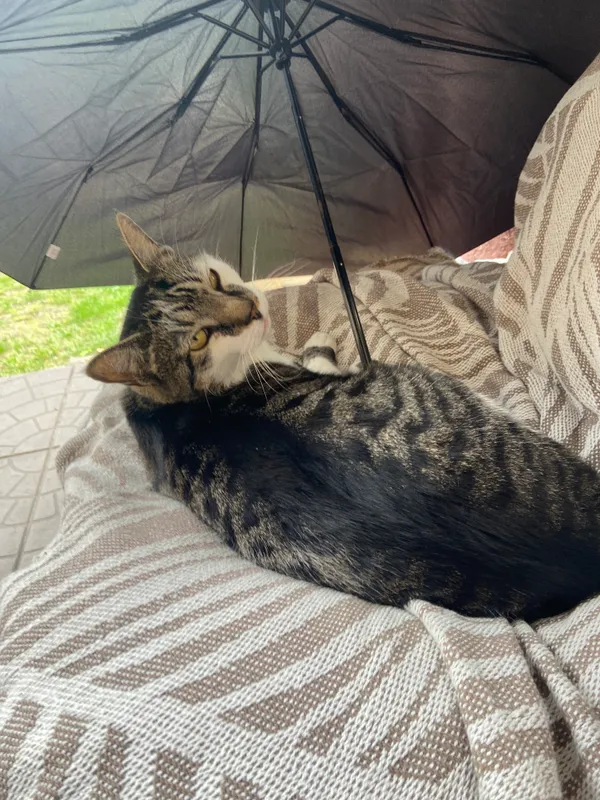 Zaginął kot, Gdynia, Demptowo, 14 grudnia 2023 (3/3)