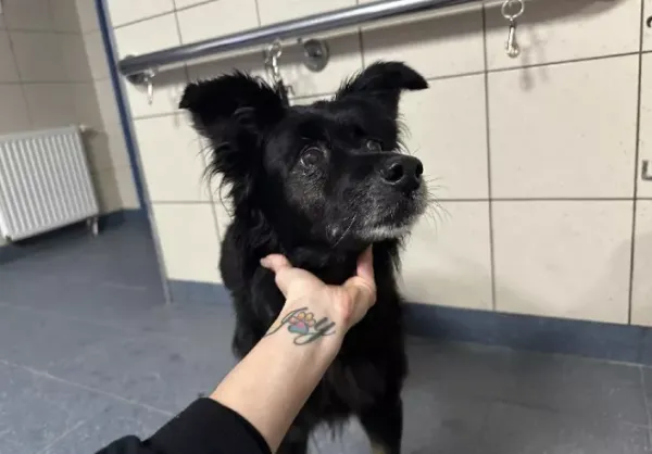 Znaleziono psa, Warszawa, 13 grudnia 2023