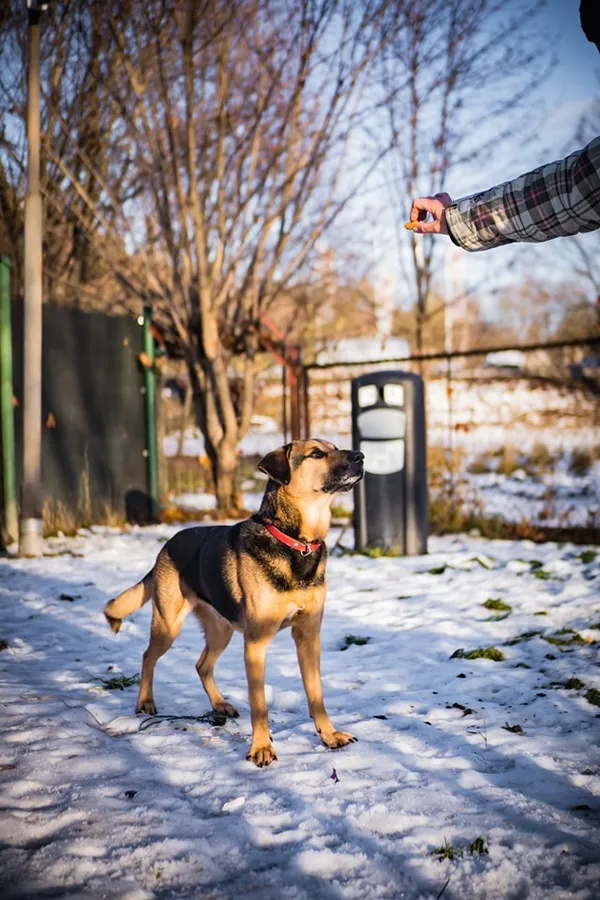 Pies do adopcji, Jelenia Góra, 22 listopada 2023 (3/4)