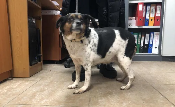 Znaleziono psa, Toruń, 13 grudnia 2023