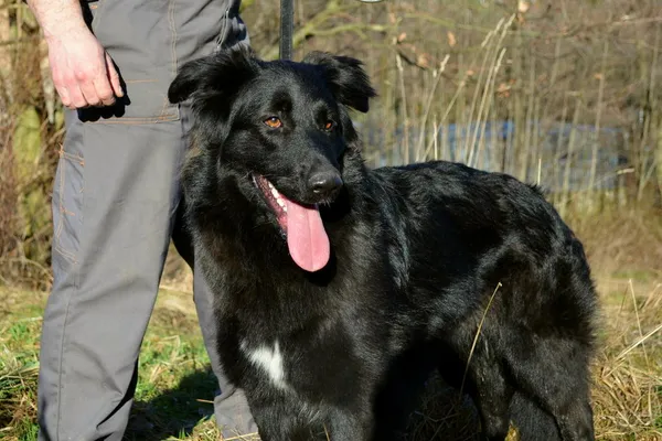 Znaleziono psa, Wałbrzych, 4 lutego 2025 (1/3)