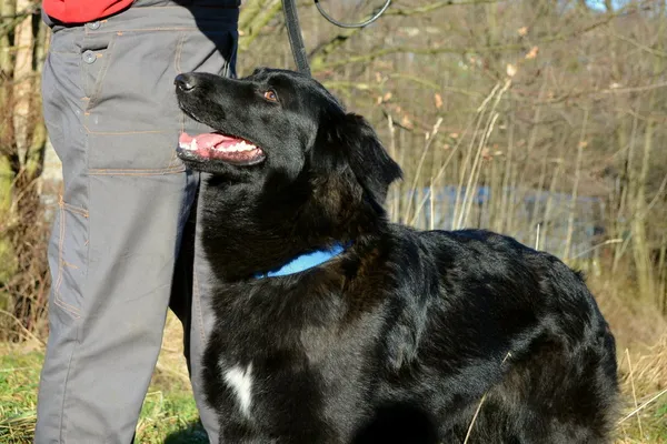 Znaleziono psa, Wałbrzych, 4 lutego 2025 (2/3)