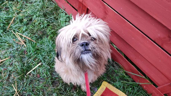 Znaleziono psa, Czartki, 14 grudnia 2023