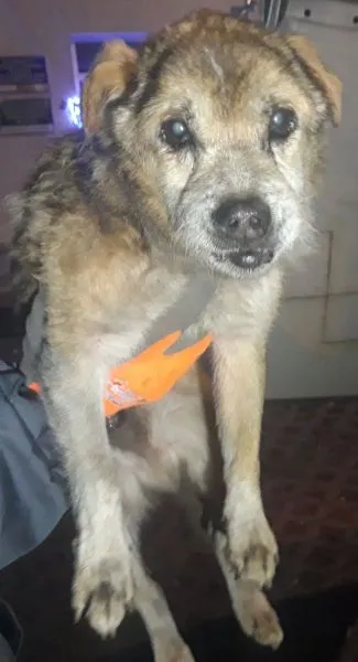 Znaleziono psa, Radom, 14 grudnia 2023