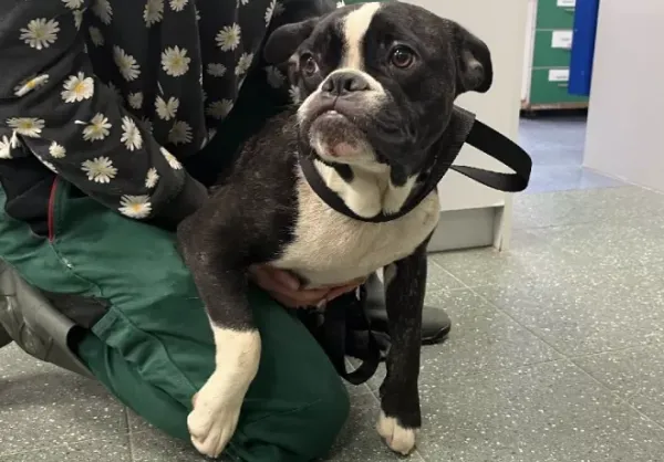 Znaleziono psa, Warszawa, 15 grudnia 2023