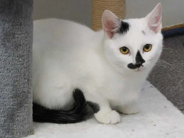 Kot do adopcji, Żywiec, 16 grudnia 2023 (1/2)