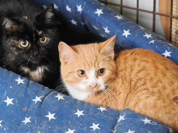 Kot do adopcji, Żywiec, 16 grudnia 2023 (1/3)