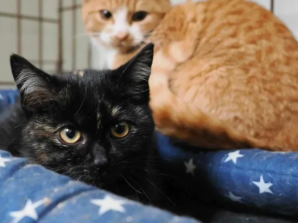 Kot do adopcji, Żywiec, 16 grudnia 2023 (2/3)