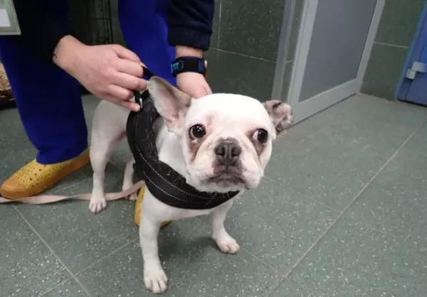 Znaleziono psa, Warszawa, 16 grudnia 2023