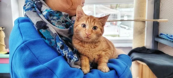 Kot do adopcji, Piła, 14 września 2023 (1/2)