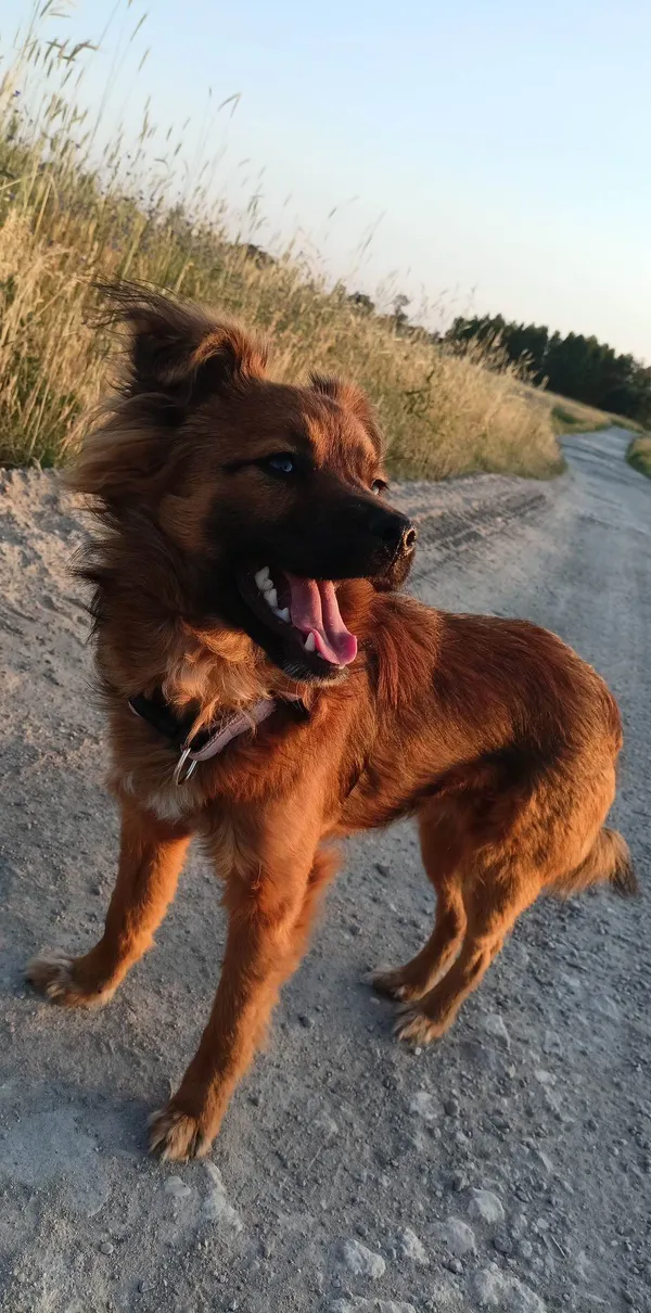 Zaginął pies, Szczyty, 16 grudnia 2023 (2/4)