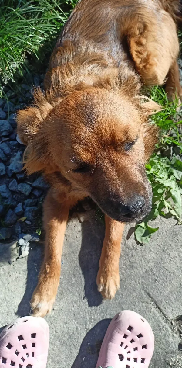 Zaginął pies, Szczyty, 16 grudnia 2023 (3/4)