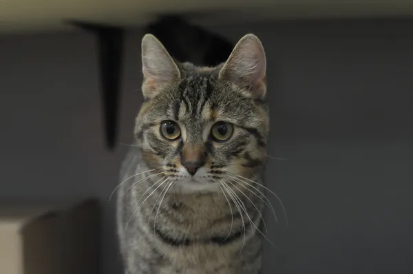 Kot do adopcji, Olsztyn, 9 grudnia 2023 (1/5)