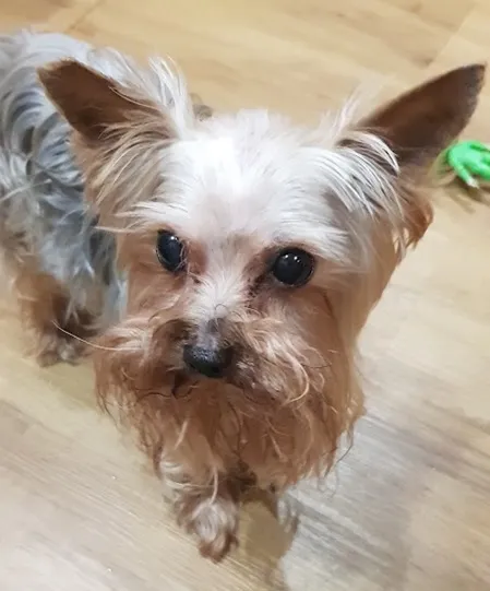 Zaginął pies, Łódź, 16 grudnia 2023