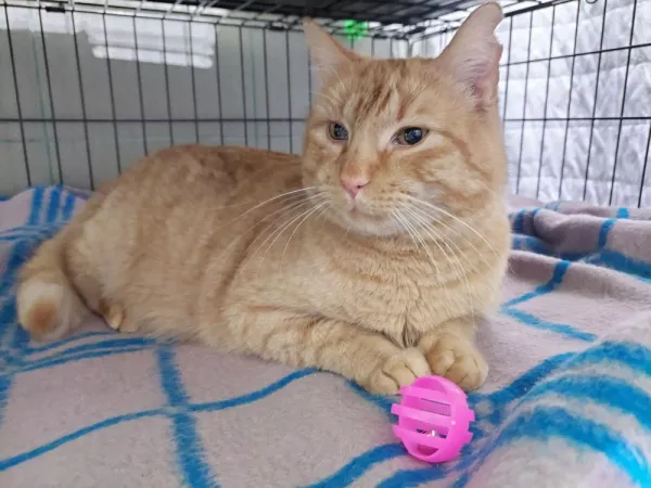 Znaleziono kota, Warszawa, 17 grudnia 2023 (2/4)