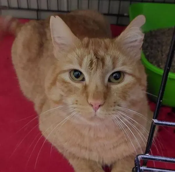 Znaleziono kota, Warszawa, 17 grudnia 2023 (3/4)