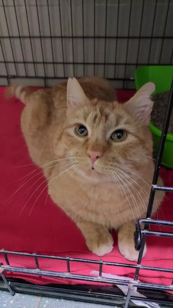 Znaleziono kota, Warszawa, 17 grudnia 2023 (4/4)