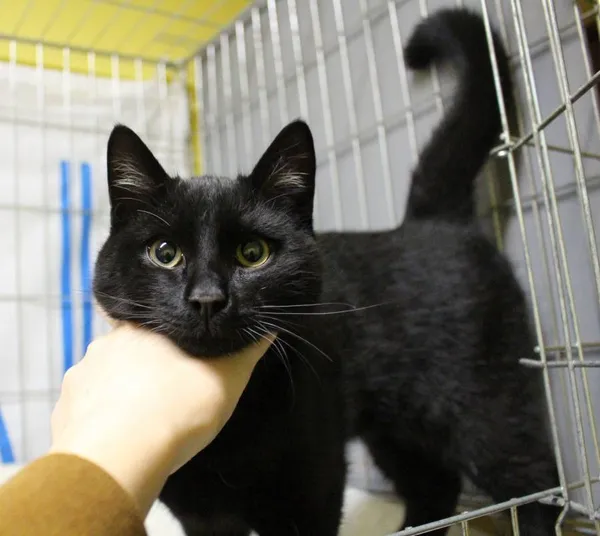 Znaleziono kota, Łódź, 17 grudnia 2023 (2/2)