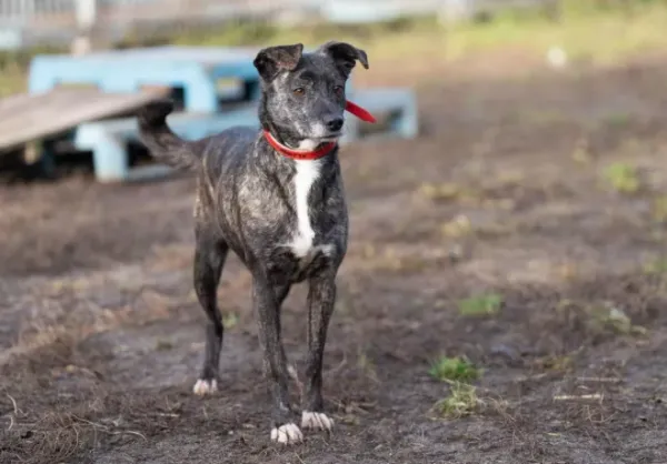 Znaleziono psa, Warszawa, 16 grudnia 2023 (1/5)