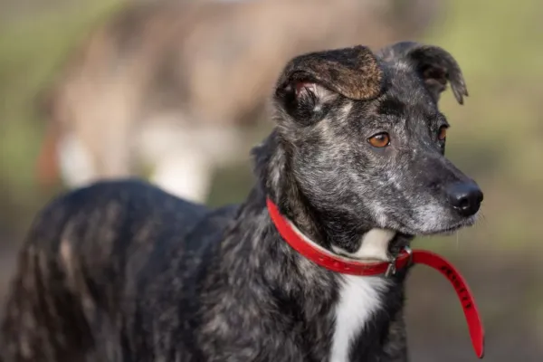 Znaleziono psa, Warszawa, 16 grudnia 2023 (2/5)