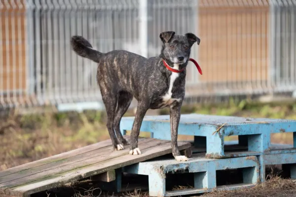 Znaleziono psa, Warszawa, 16 grudnia 2023 (5/5)