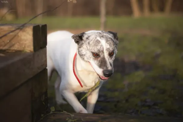 Znaleziono psa, Warszawa, 16 grudnia 2023 (2/5)