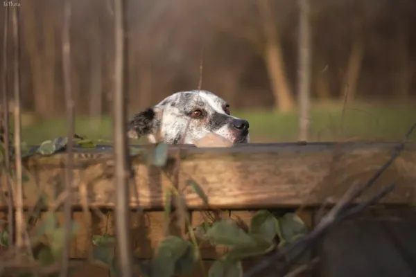 Znaleziono psa, Warszawa, 16 grudnia 2023 (4/5)