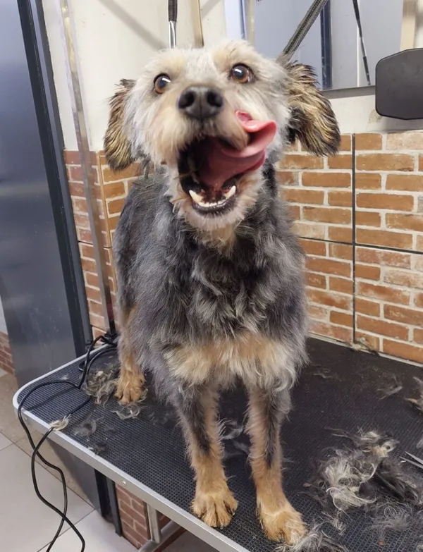 Pies do adopcji, Przyborówko, 17 grudnia 2023 (2/4)