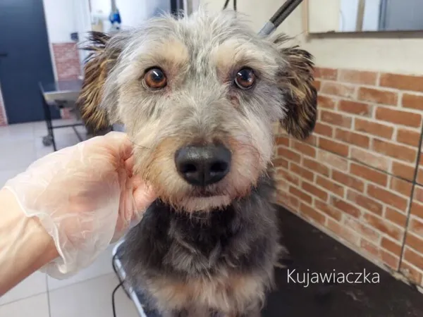 Pies do adopcji, Przyborówko, 17 grudnia 2023 (4/4)