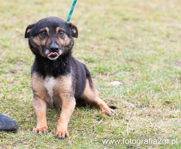 Znaleziono psa, Lublin, 15 grudnia 2023