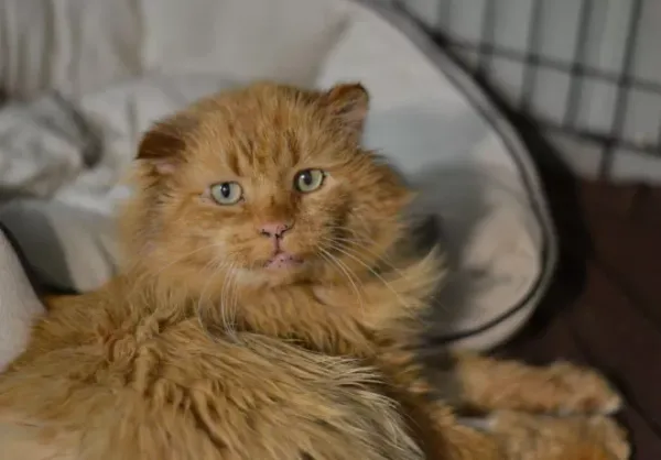 Znaleziono kota, Warszawa, 17 grudnia 2023 (1/4)