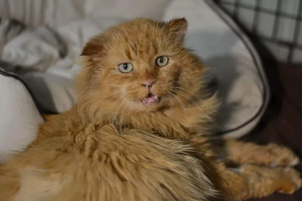 Znaleziono kota, Warszawa, 17 grudnia 2023 (2/4)